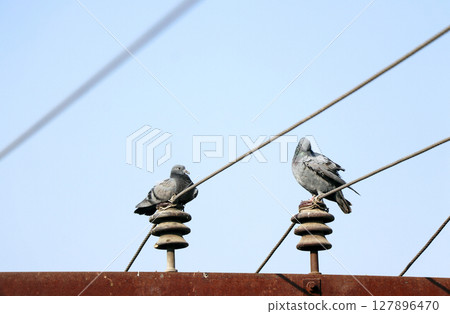 Two Pigeons Resting on Power Insulators Under Clear Sky Two Pigeons Resting on Power Insulators Under Clear Sky 127896470