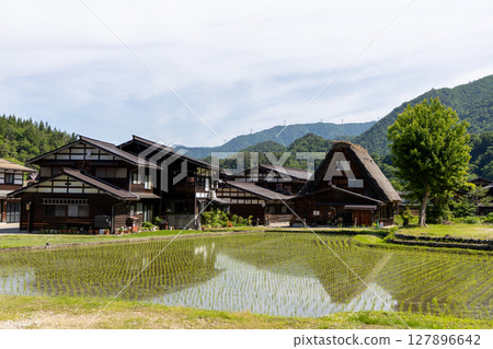 初夏的白川鄉合掌屋和稻田 初夏的白川鄉合掌屋和稻田 127896642