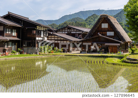 Gassho-style houses and rice fields in early summer in Shirakawa-go 127896645