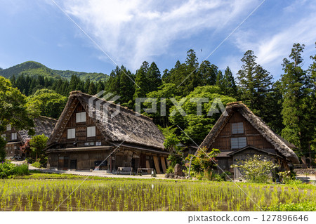 Gassho-style houses and rice fields in early summer in Shirakawa-go 127896646