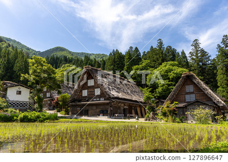 Gassho-style houses and rice fields in early summer in Shirakawa-go 127896647