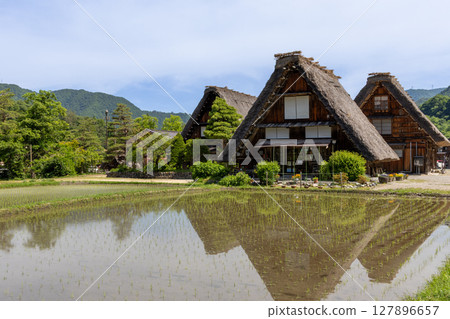 初夏的白川鄉合掌屋和稻田 127896657