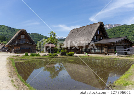 初夏的白川鄉合掌屋和稻田 初夏的白川鄉合掌屋和稻田 127896661