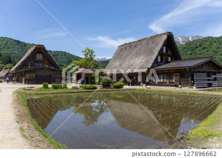 初夏的白川鄉合掌屋和稻田 初夏的白川鄉合掌屋和稻田 127896662