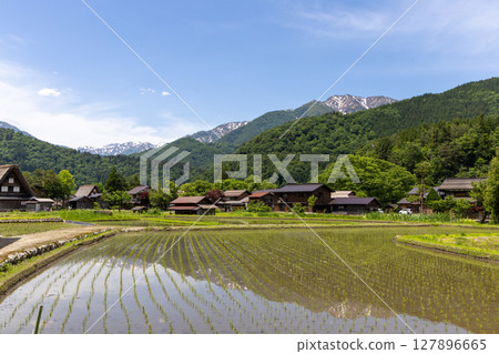 初夏的白川鄉合掌屋和稻田 127896665