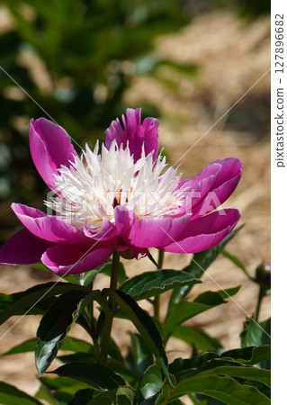 Peony flower "Tenshin" May 2025 127896682