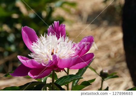 牡丹花「天心」2025年5月 127896683