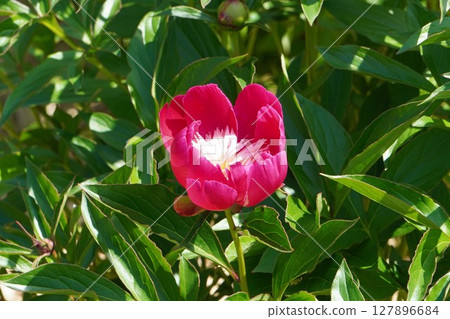 牡丹花「天心」2025年5月 127896684