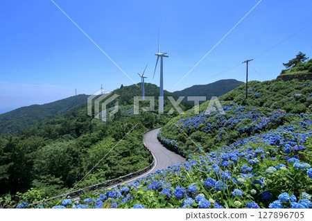 Blue hydrangeas and windmills blooming on the plateau (Okawahara Plateau, Tokushima Prefecture) 127896705
