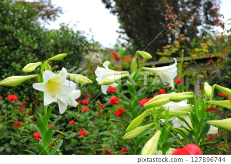 英國花園百合 127896744