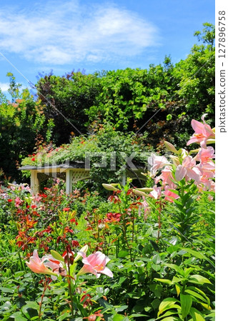English Garden Lilies English Garden Lilies 127896758