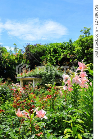 English Garden Lilies English Garden Lilies 127896759