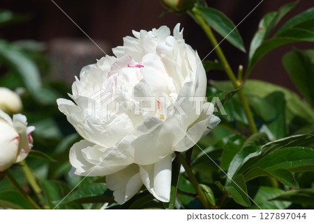 Peony flower "Freezing point" May 2025 Peony flower "Freezing point" May 2025 127897044