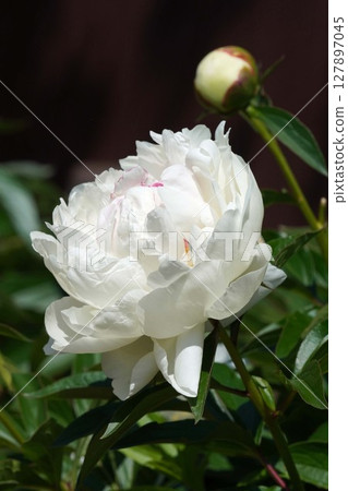 Peony flower "Freezing point" May 2025 Peony flower "Freezing point" May 2025 127897045