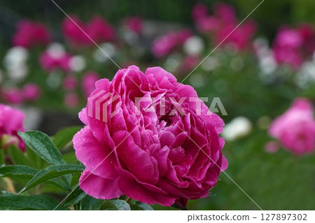 牡丹花「晚霞」2025年5月 127897302