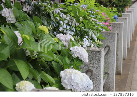 初夏,路邊神社的院內盛開著白色、藍色和粉紅色的繡球花 初夏,路邊神社的院內盛開著白色、藍色和粉紅色的繡球花 127897316