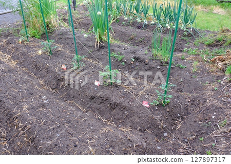Farm of home garden Farm of home garden 127897317