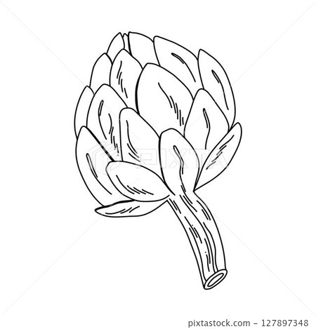 Artichoke line drawing monochrome botanical contour illustration isolated on white background Artichoke line drawing monochrome botanical contour illustration isolated on white background 127897348