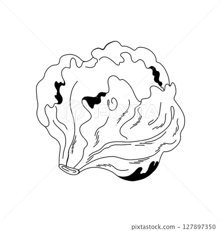 Cabbage in cartoon style with smooth leafy pattern, black outline on white 127897350