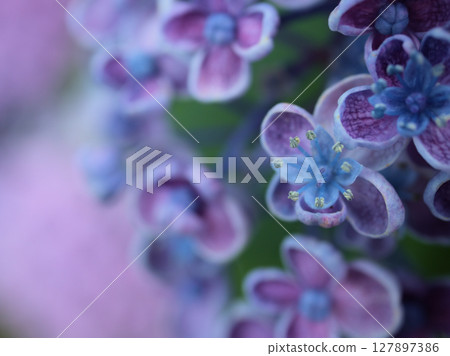 Hydrangea blooming in June 127897386