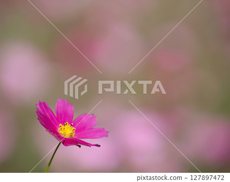 美麗的粉紅色波斯菊 127897472