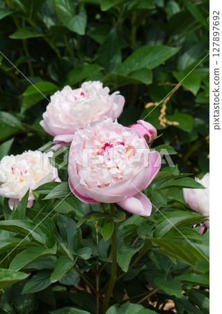 牡丹花「輪舞曲」2025年5月 127897692