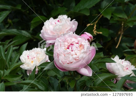 牡丹花「輪舞曲」2025年5月 127897693