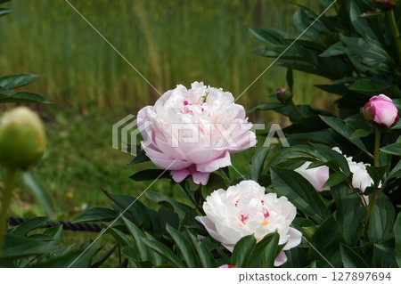 牡丹花「輪舞曲」2025年5月 牡丹花「輪舞曲」2025年5月 127897694