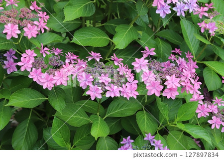 Pink hydrangea flowers blooming in a garden in early summer 127897834