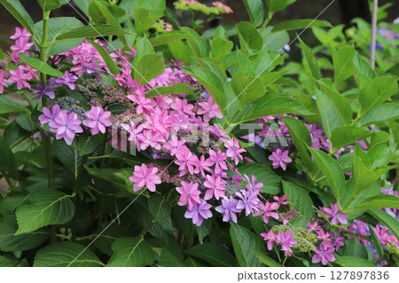 Pink hydrangea flowers blooming in a garden in early summer 127897836