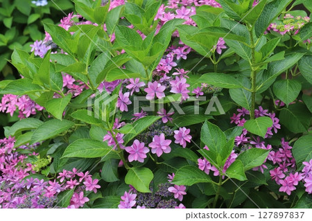 初夏花園裡盛開的粉紅繡球花 初夏花園裡盛開的粉紅繡球花 127897837