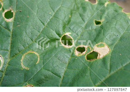 黃瓜甲蟲造成的損失 01 黃瓜甲蟲造成的損失 01 127897847