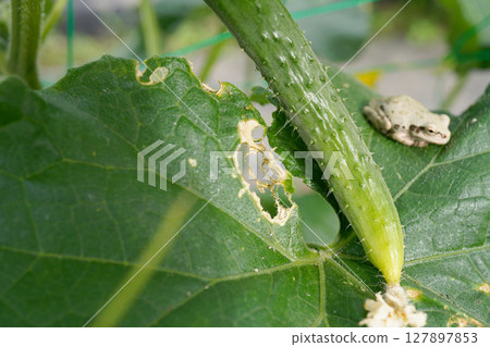 黃瓜甲蟲造成的損失 07 127897853