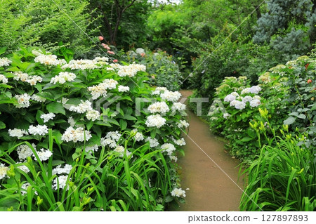 橫濱英國花園繡球博覽會 127897893