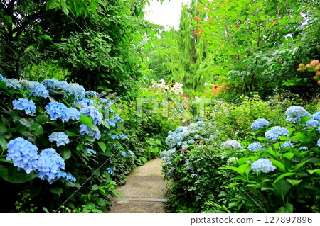 Yokohama English Garden Hydrangea Fair 127897896