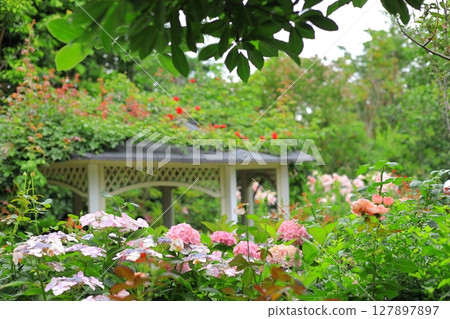 Yokohama English Garden Hydrangea Fair 127897897