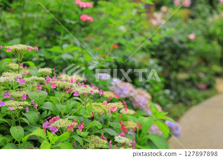 Yokohama English Garden Hydrangea Fair Yokohama English Garden Hydrangea Fair 127897898