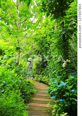 Yokohama English Garden Hydrangea Fair Yokohama English Garden Hydrangea Fair 127897903