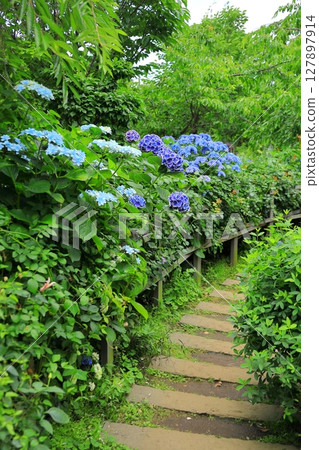 Yokohama English Garden Hydrangea Fair 127897914