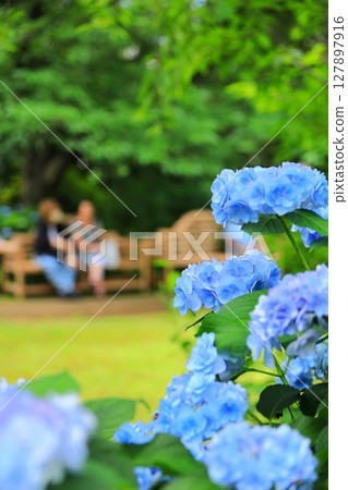 Yokohama English Garden Hydrangea Fair Yokohama English Garden Hydrangea Fair 127897916