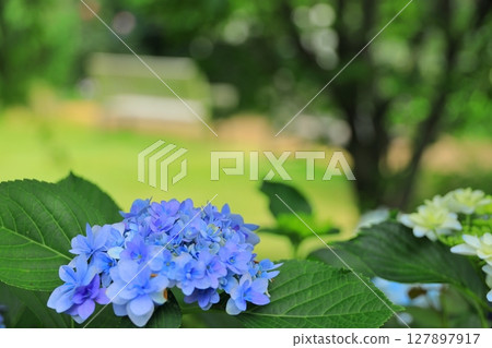 橫濱英國花園繡球博覽會 橫濱英國花園繡球博覽會 127897917