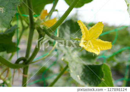 黃瓜雌花01 黃瓜雌花01 127898124