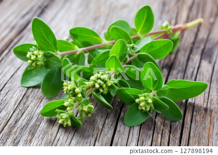 Fresh oregano sprigs with flowers resting on rustic wooden table 127898194