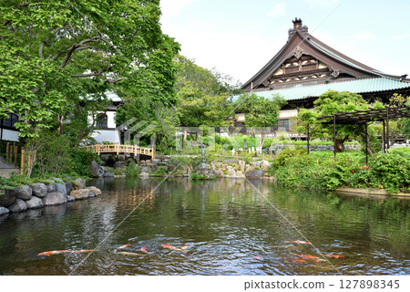 錦鯉在池塘裡遊動,以及藤澤遊行寺的主殿 錦鯉在池塘裡遊動,以及藤澤遊行寺的主殿 127898345