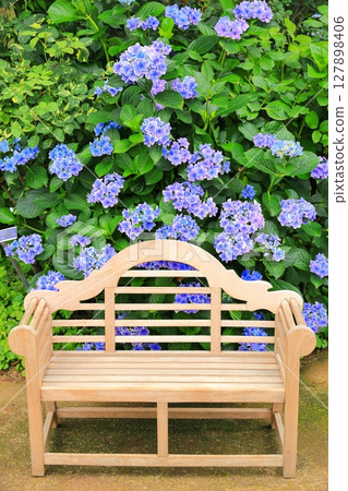 Yokohama English Garden: Hydrangeas and benches Yokohama English Garden: Hydrangeas and benches 127898406