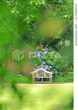Yokohama English Garden: Hydrangeas and benches Yokohama English Garden: Hydrangeas and benches 127898414