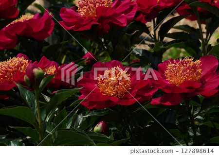 牡丹花「未來」2025年5月 牡丹花「未來」2025年5月 127898614