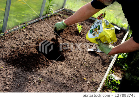 A man's hand in a glove pours organic fertilizer into a hole 127898745