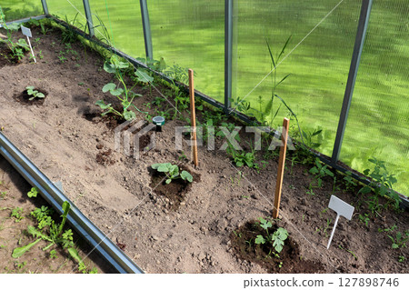 Bed with young cucumber plants with supports in a greenhouse Bed with young cucumber plants with supports in a greenhouse 127898746