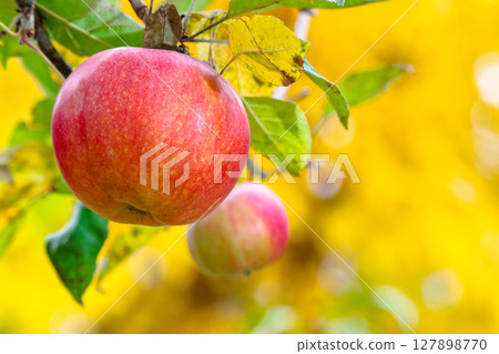 red apple hanging on a twig among leaves. ripe fruit harvest in countryside autumn garden. closeup of organic juicy food red apple hanging on a twig among leaves. ripe fruit harvest in countryside autumn garden. closeup of organic juicy food 127898770